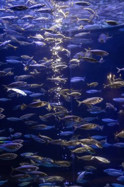 Akvaryumdaki balıklar