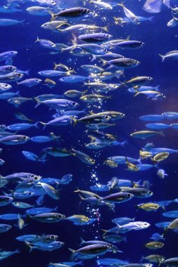 Akvaryumdaki balıklar