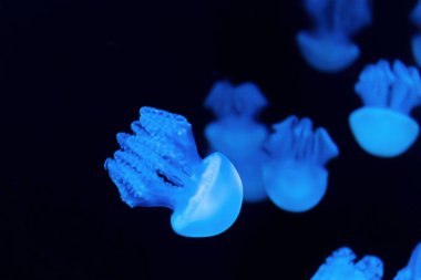 Akvaryumdaki denizanası