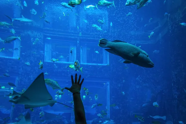 Hal az akváriumban — Stock Fotó