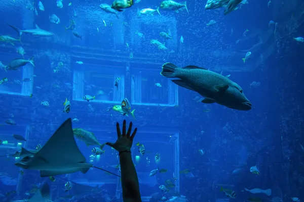 Vissen in het aquarium — Stockfoto