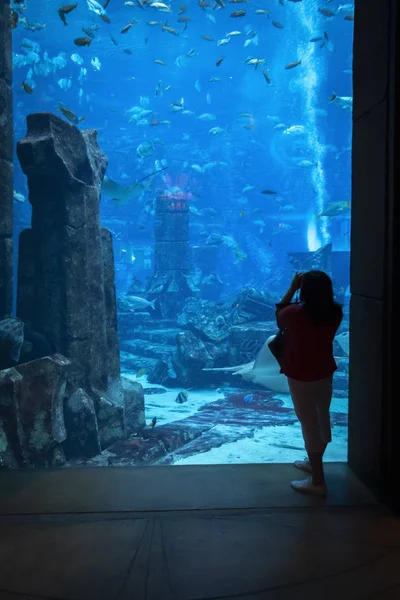 L'aquarium des chambres perdues — Photo