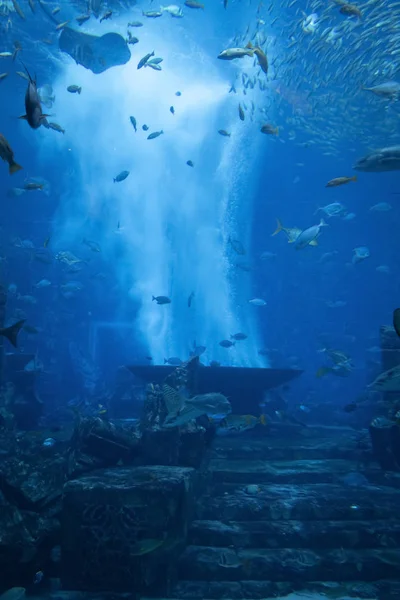 Vissen in het aquarium — Stockfoto