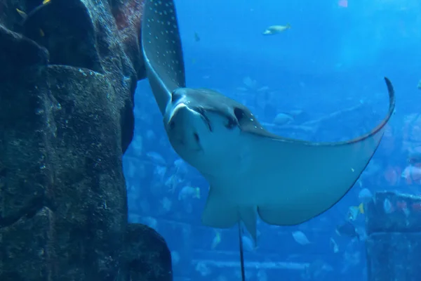 Fish in the aquarium — Stock Photo, Image