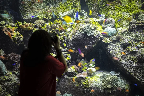 Vissen in het aquarium — Stockfoto