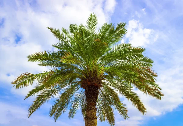 Street palm trees Royalty Free Stock Photos