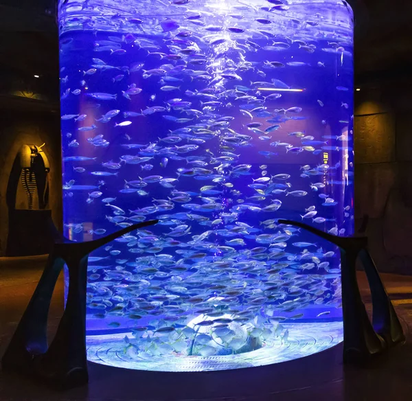 Vissen in het aquarium — Stockfoto