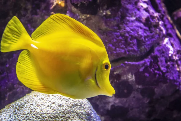 Bright fish in the aquarium