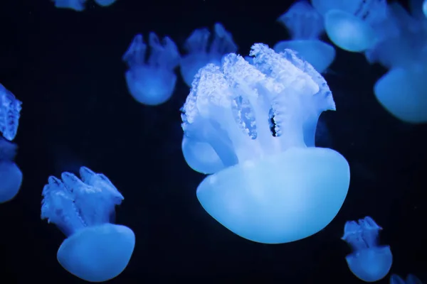 Medusas en el acuario — Foto de Stock