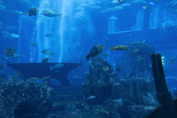 Vissen in het aquarium — Stockfoto