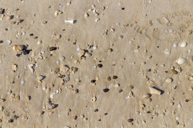 deniz kabuklarını ve çakıl