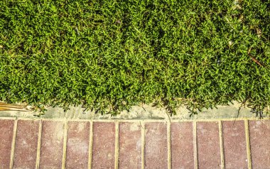 Parkta dekoratif çalılar