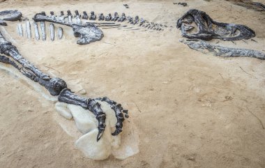 Bir dinozorun kalıntıları.