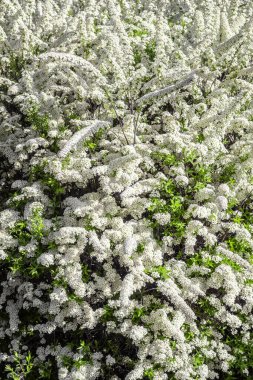 İlkbaharda çiçek açan Bush 'un yakın planı..