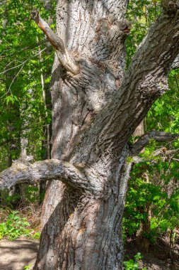 Eski bir meşenin eski kuru gövdesi..