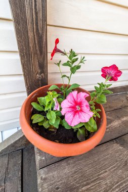 Verandadaki kapta bir petunya çiçeği..