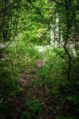 Yoğun yaprak döken bir ormanda güneşli bir yaz gününde.