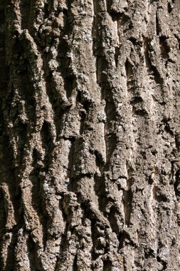 Eski bir meşenin eski kuru gövdesi..