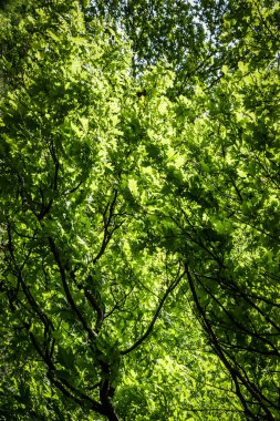 Yoğun yaprak döken bir ormanda güneşli bir yaz gününde.