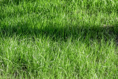 Arka bahçede çimenler büyümeye başlar..