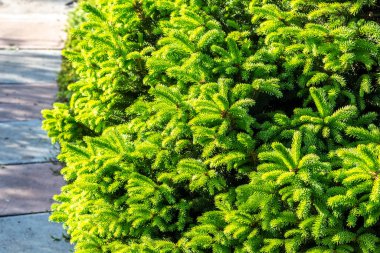 Özel bir evin arka bahçesinde köknar dalları var.