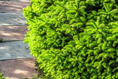 Özel bir evin arka bahçesinde köknar dalları var.