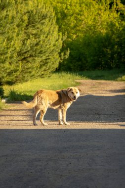 Başıboş kırmızı bir köpek köyün caddesinde yürüyor..
