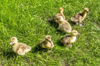 Üç günlük yavrular arka bahçedeki çimenler boyunca neşeyle koşuyorlar..