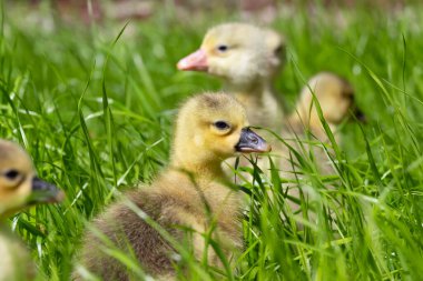Üç günlük yavrular arka bahçedeki çimenler boyunca neşeyle koşuyorlar..