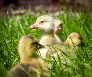 Üç günlük yavrular arka bahçedeki çimenler boyunca neşeyle koşuyorlar..