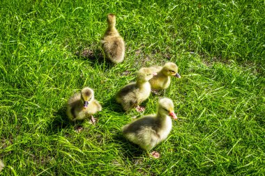 Üç günlük yavrular arka bahçedeki çimenler boyunca neşeyle koşuyorlar..