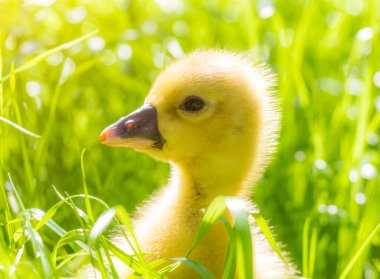 Bahçedeki çimlerin üzerinde genç sarı bir ötüş yürüyor..