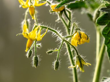 Bahar çiçeklerinin açtığı sarı domates çiçekleri.