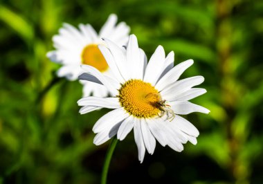 Arka bahçenin çimlerinde papatyalar var. Yaklaş..