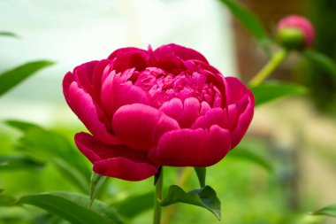 Bahçede kırmızı şakayık tomurcuğu. Yakın plan..