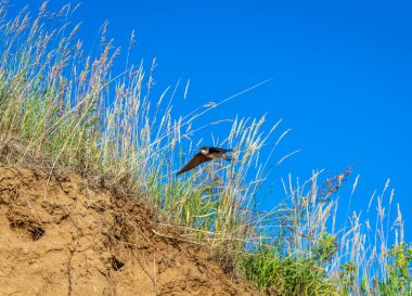 Bir kırlangıç mavi gökyüzüne karşı evine uçar.