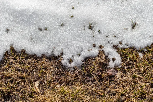 雪が徐々に芝生の上で溶けている — ストック写真