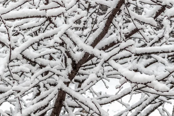 静かな冬の日に木の枝で新鮮なふわふわの雪 — ストック写真