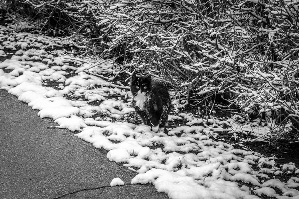 Black and white cat on a background of snowy bushes.