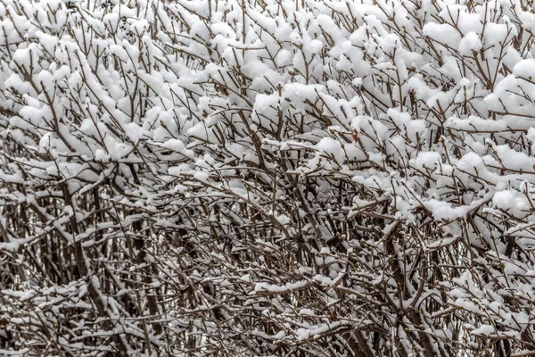 Nieve Fresca Esponjosa Ramas Arbustos Tranquilo Día Invierno —  Fotos de Stock