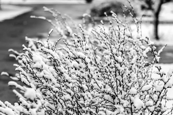静かな冬の日に茂みの枝に新鮮なふわふわの雪 白黒写真 — ストック写真