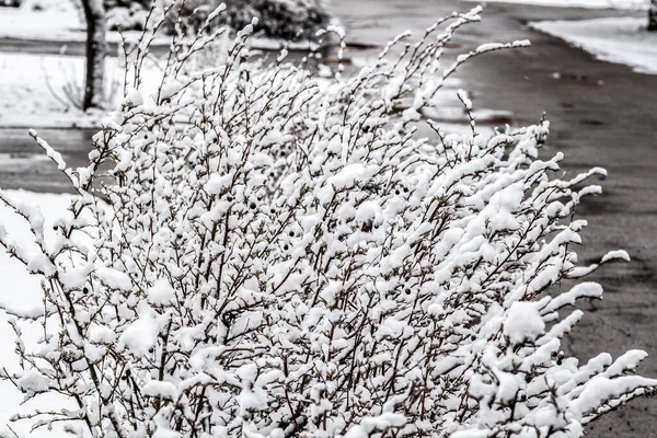 静かな冬の日に茂みの枝に新鮮なふわふわの雪 — ストック写真