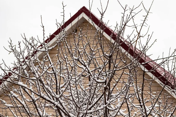 Свіжий Пухнастий Сніг Гілках Дерев Тихий Зимовий День Тлі Фасаду — стокове фото