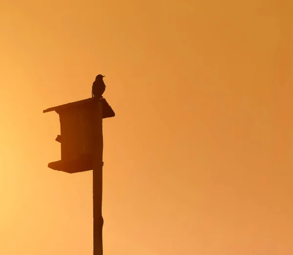 Gökyüzüne Karşı Bir Kuş Yuvasında Bir Sığırcık Çizgisi — Stok fotoğraf