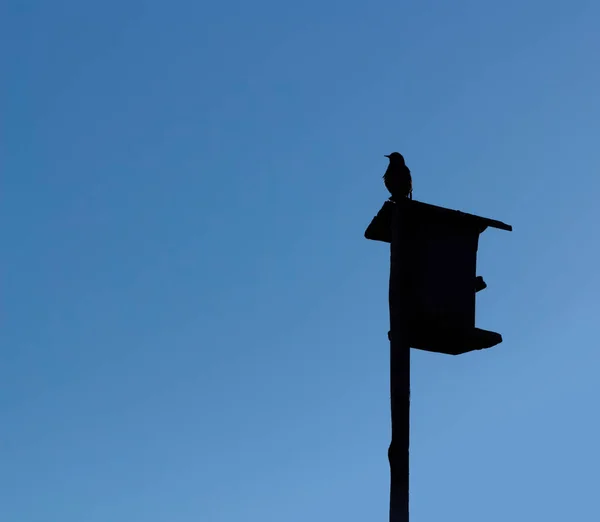 Contorno Estornino Una Pajarera Contra Cielo — Foto de Stock