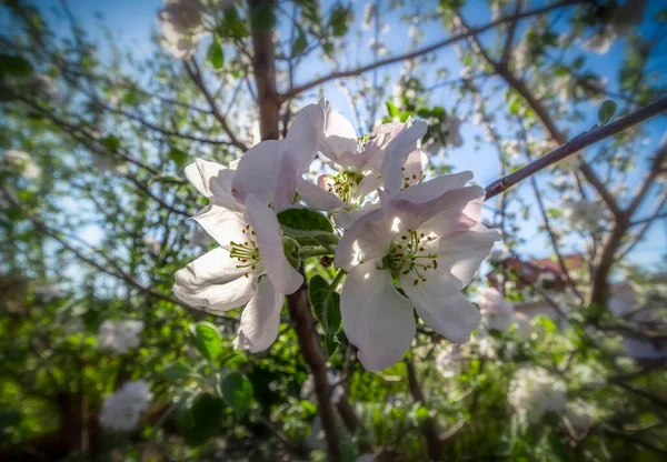 Весенний Цветок Яблони Ясную Солнечную Погоду Вблизи Голубого Неба — стоковое фото