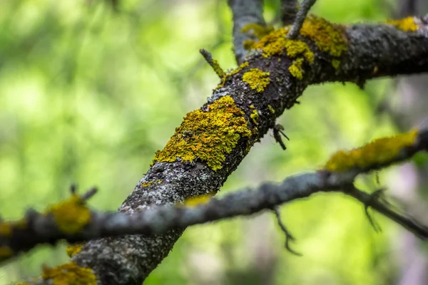 Moss Branches Old Forest Close — Stock Photo, Image