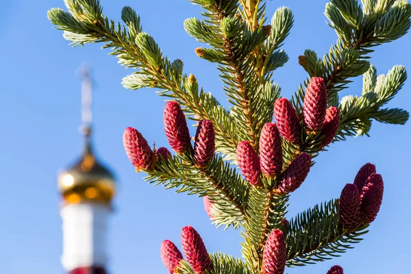 Decoratieve Dennenboom Met Rode Kegels Close Achtergrond Van Gouden Koepel — Stockfoto