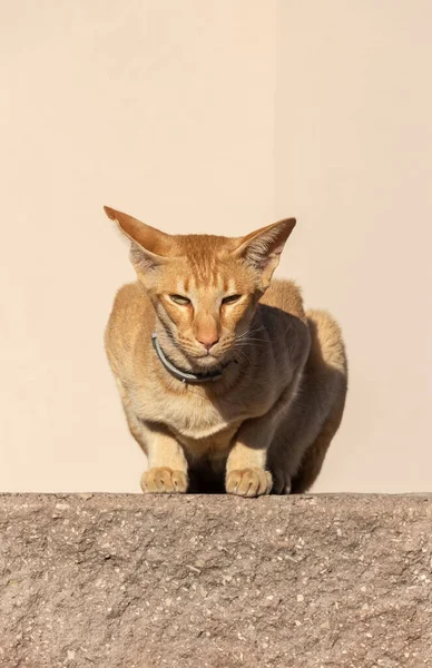 Gato Vermelho Doméstico Oriental Abreviado Está Sentado Cerca Assistindo Transeuntes — Fotografia de Stock