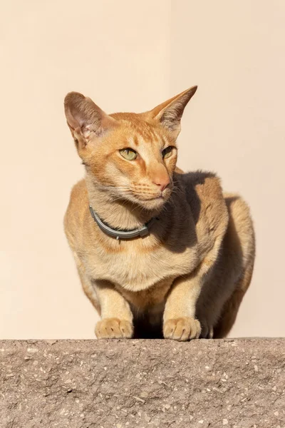 Oriental Shorthair Domestic Red Cat Sitting Fence Watching Passers — Stock Photo, Image